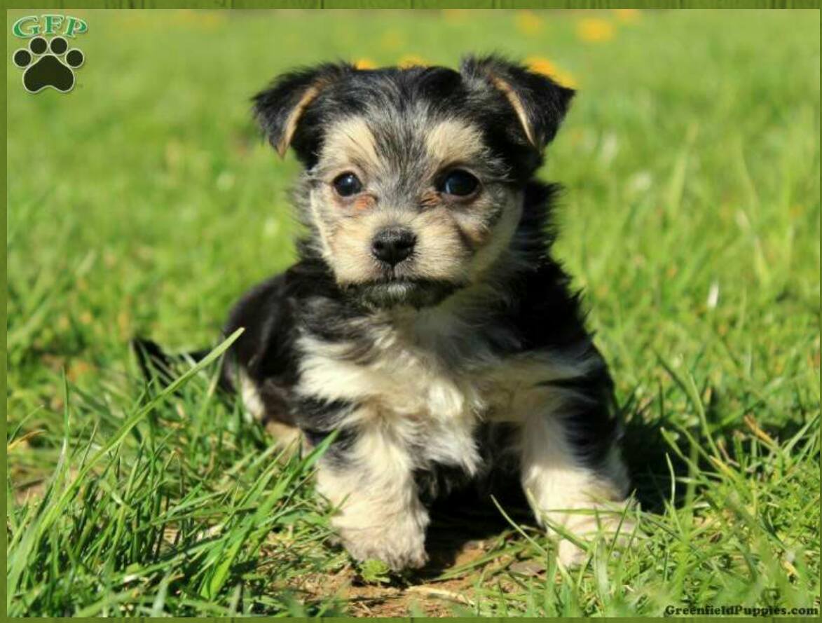 Maltese yorkie puppies fashion for