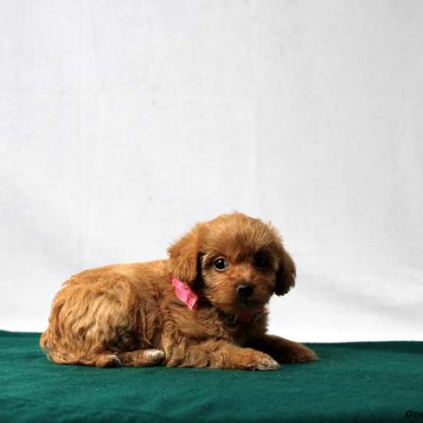 Morkie Poo Puppies For Sale Greenfield Puppies