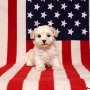 Morkie-Poo