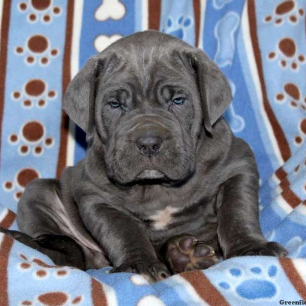 Neapolitan Mastiff Puppy