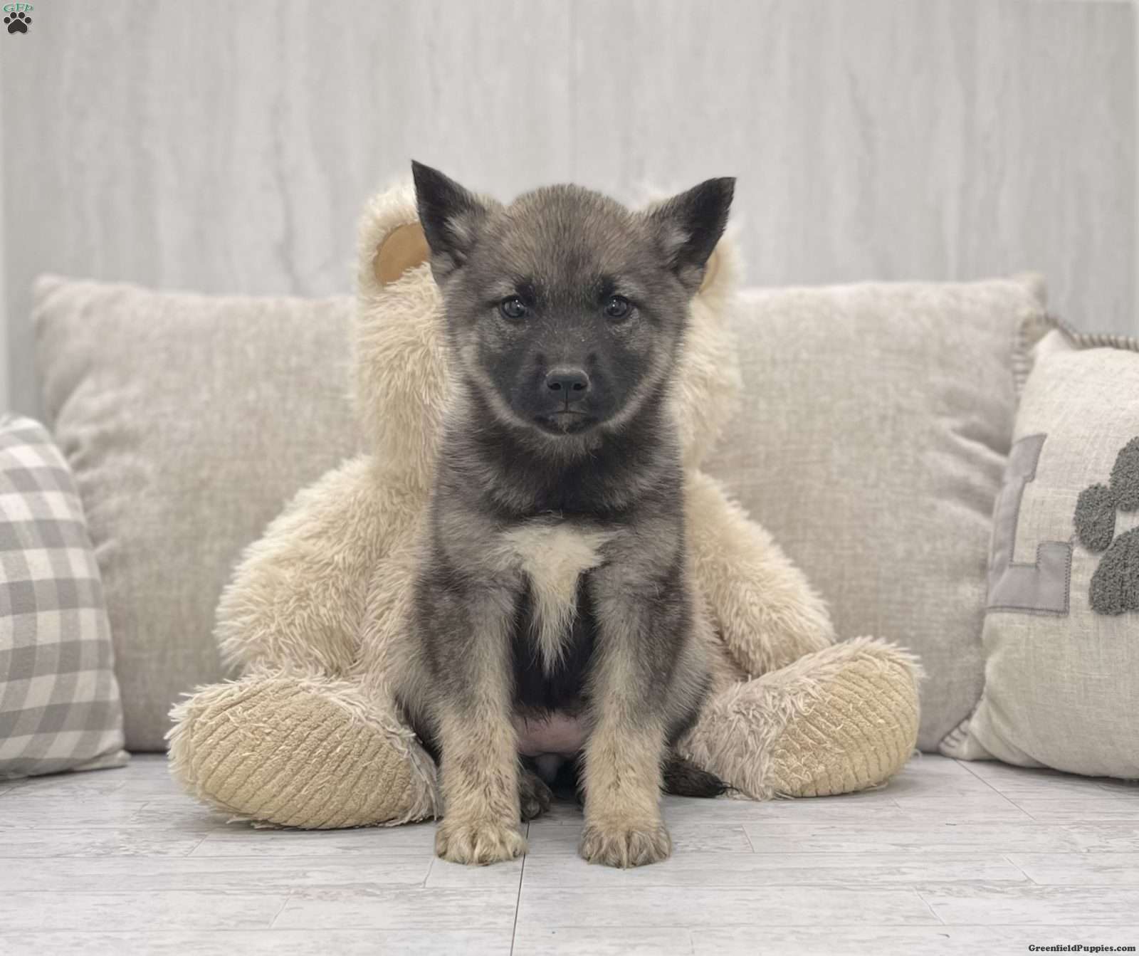 Are Norwegian Elkhound Good With Kids