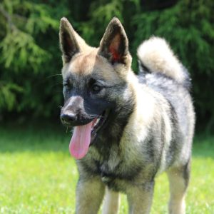 Norwegian Elkhound