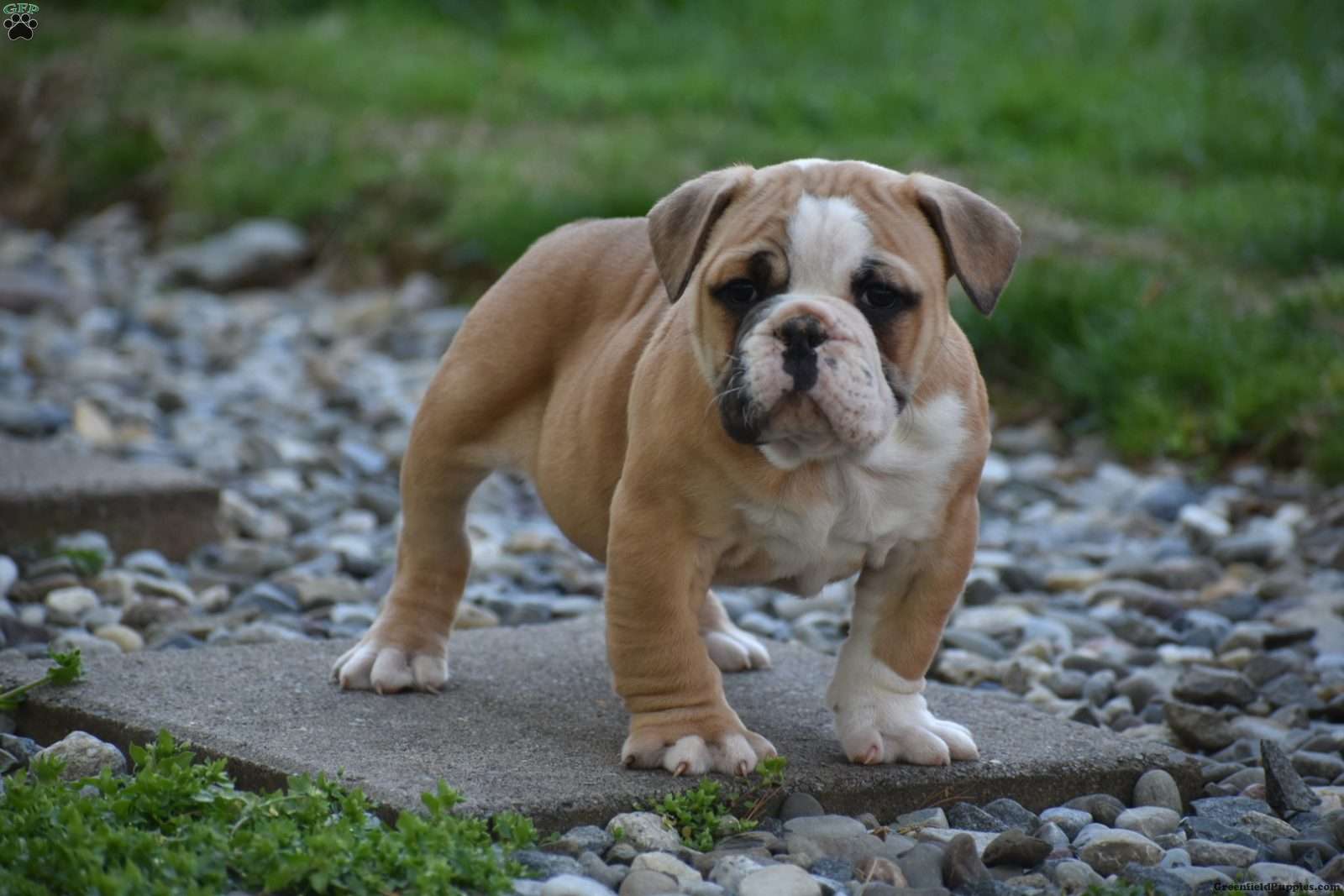 How Much Are Olde English Bulldog Puppies