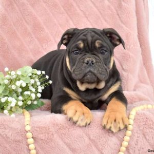 Olde English Bulldogge