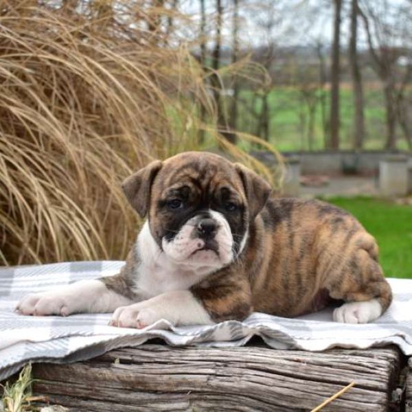 Olde English Bulldogge