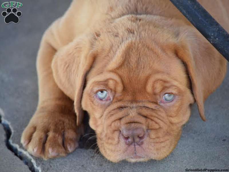 how much do french mastiff puppies cost