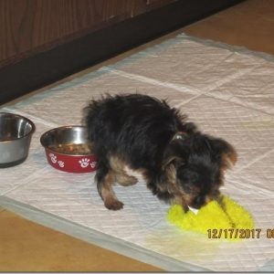 Peanut the Yorkie from Lucy Martin