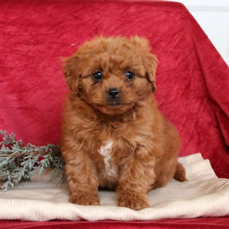 Peekapoo Puppies for Sale Greenfield Puppies