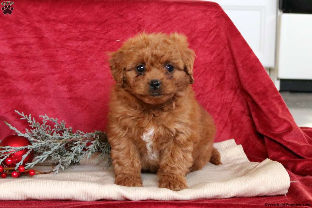 Peekapoo Puppies for Sale Greenfield Puppies