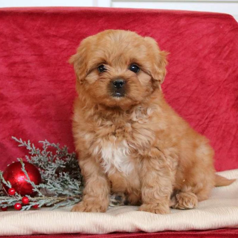 Peekapoo Puppies For Sale Greenfield Puppies   Peekapoo 800x800 