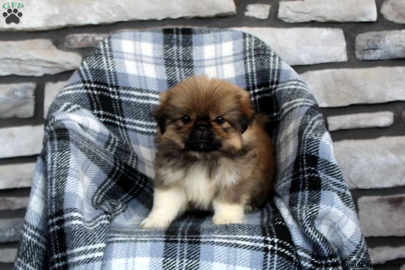 Pekingese Puppies For Greenfield
