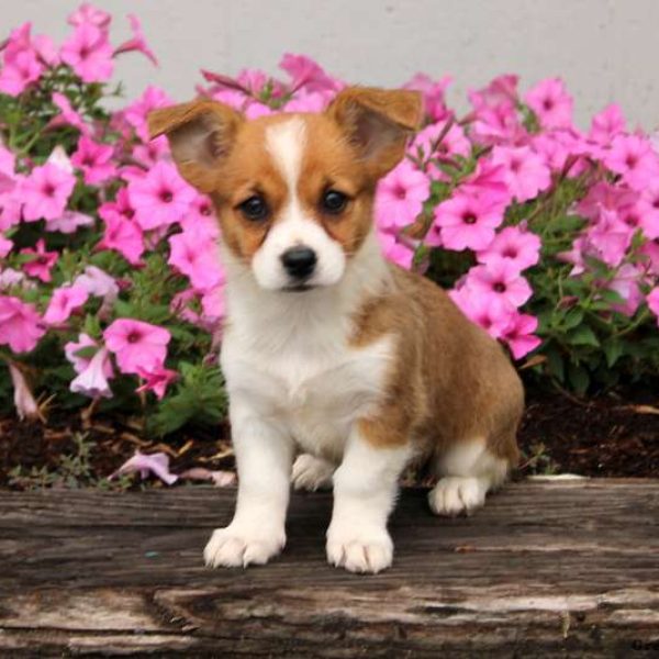 what is a corgi mixed with