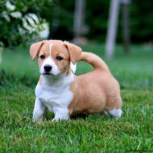 Pembroke Welsh Corgi Mix