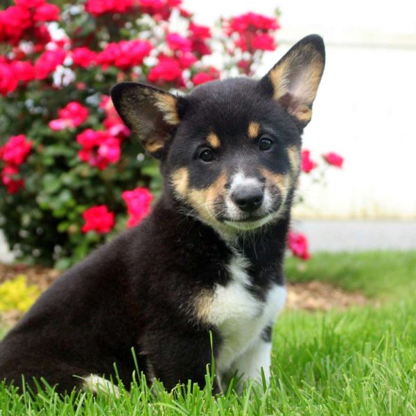 Welsh Corgi Mix