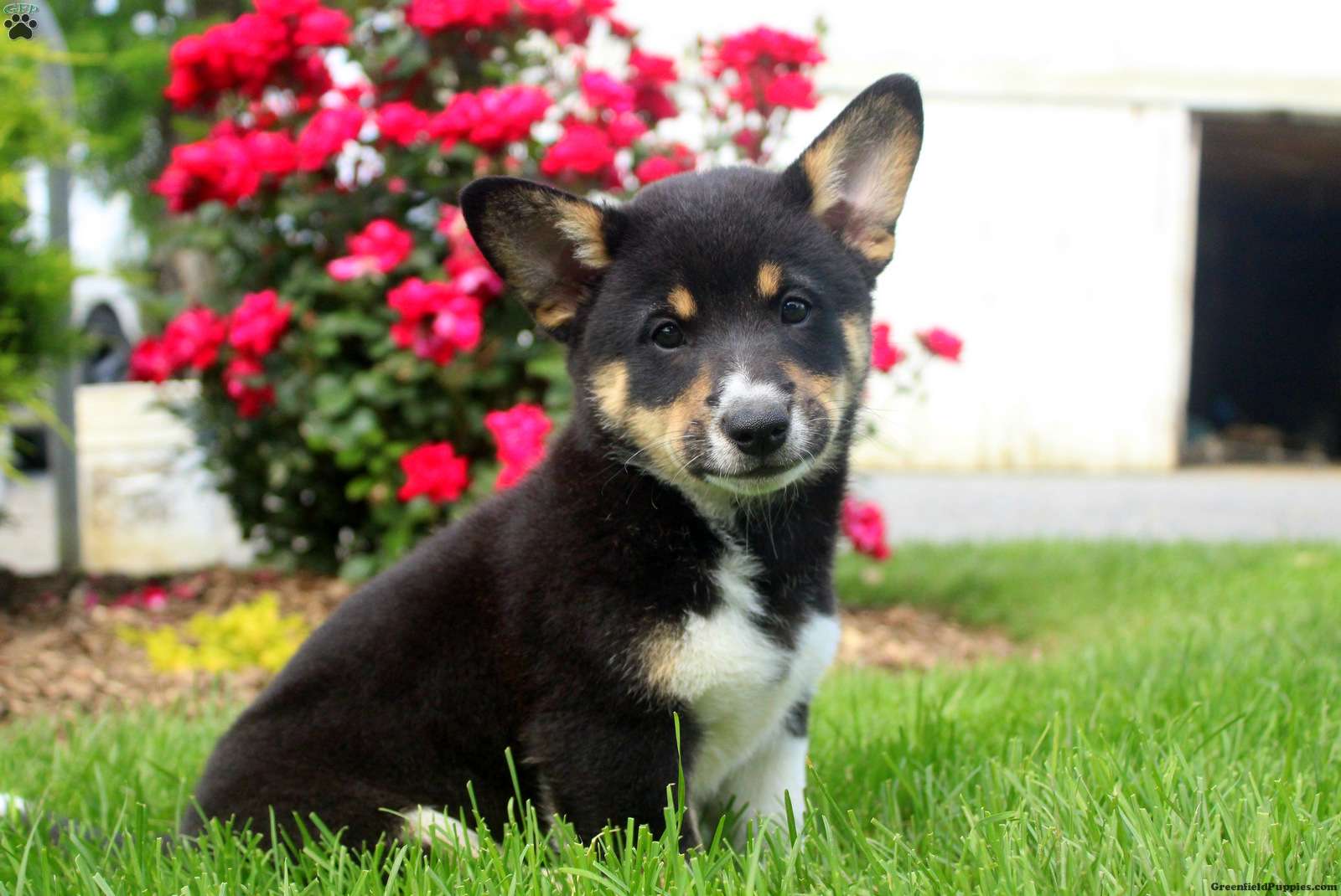 Corgi Welsh Corgi Mix Puppies For Sale | Greenfield Puppies