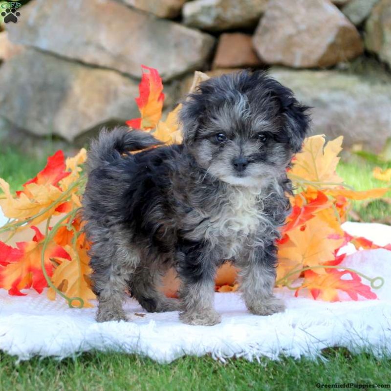 Pomapoo Puppies For Sale Greenfield Puppies