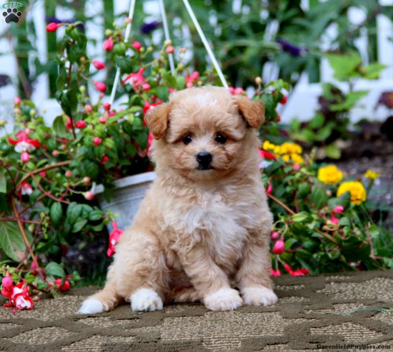 Pomapoo shops dog