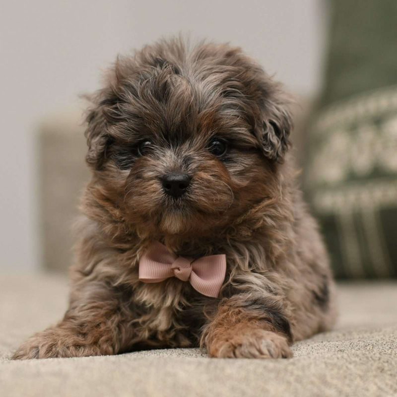 Pomapoo For Sale Pomapoo Puppies For Sale | Greenfield Puppies