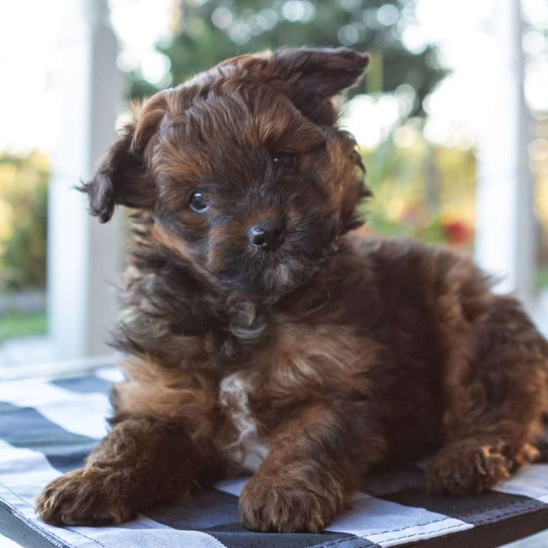 Pomapoo Puppies For Sale | Greenfield Puppies