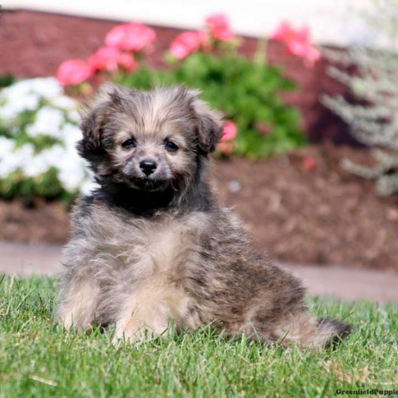 Pomapoo Puppies For Sale Greenfield Puppies