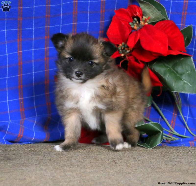 Pomeranian Puppies For Sale Greenfield Puppies