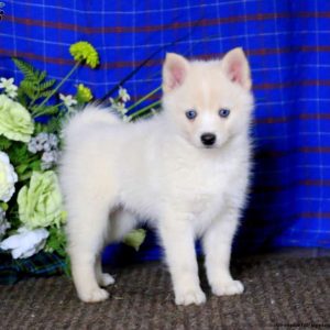 Pomeranian Mix