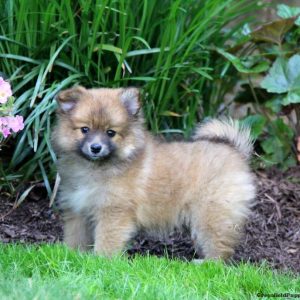 Pomeranian Mix