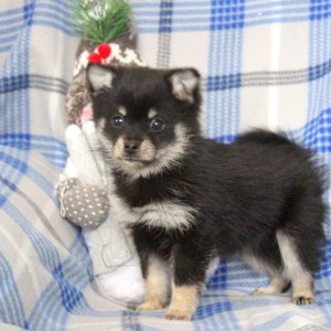 Pomeranian Mix