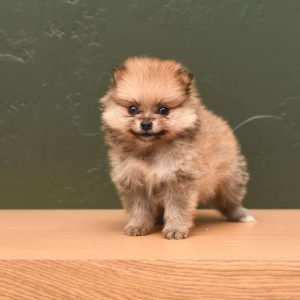 Pomeranian