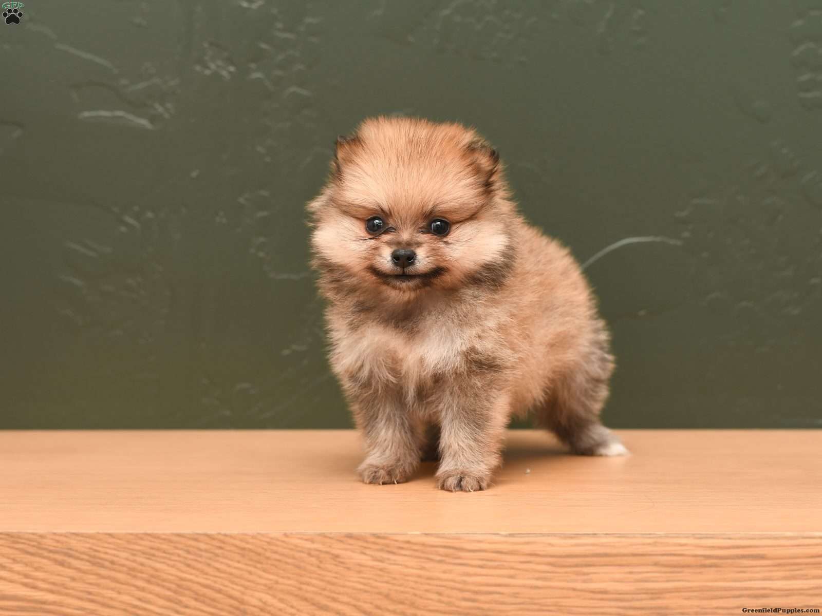 Pomeranian shops chow mix puppies for