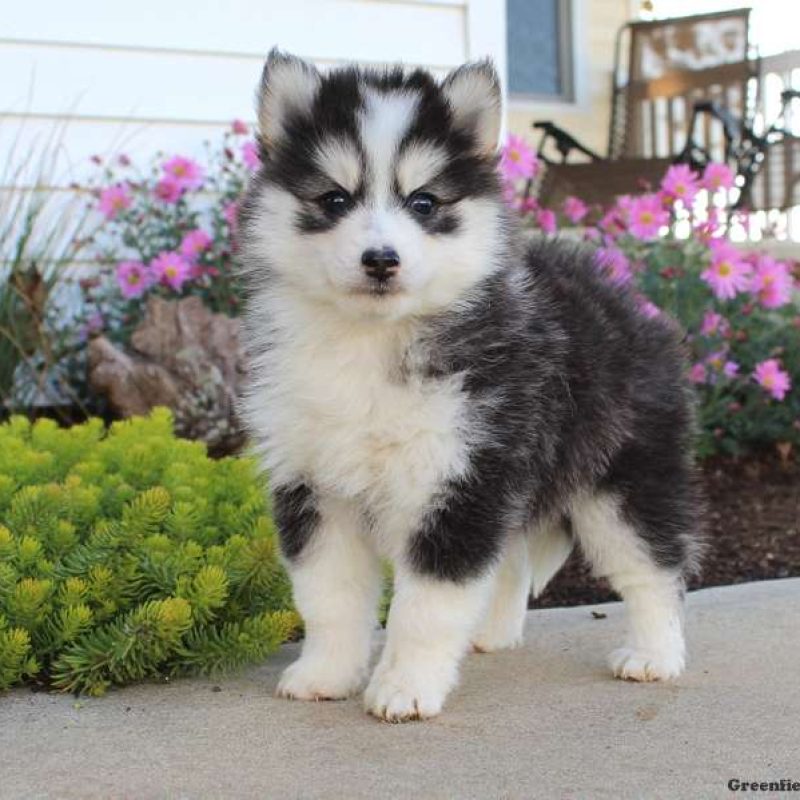 Pomsky Puppies For Sale Greenfield Puppies