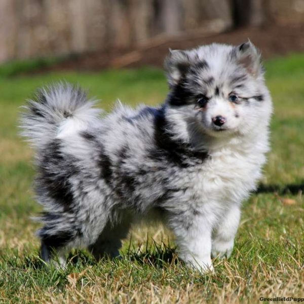 Pomsky Puppies For Sale - Greenfield