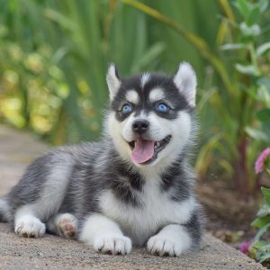 Pomsky