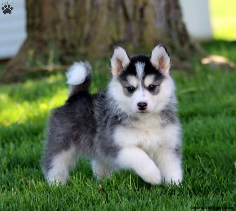 Pomsky Puppies For Sale Greenfield Puppies pomsky-puppies-for-sale-greenfield-puppies