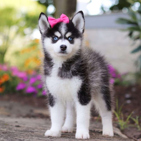 F1 pomsky store puppies for sale