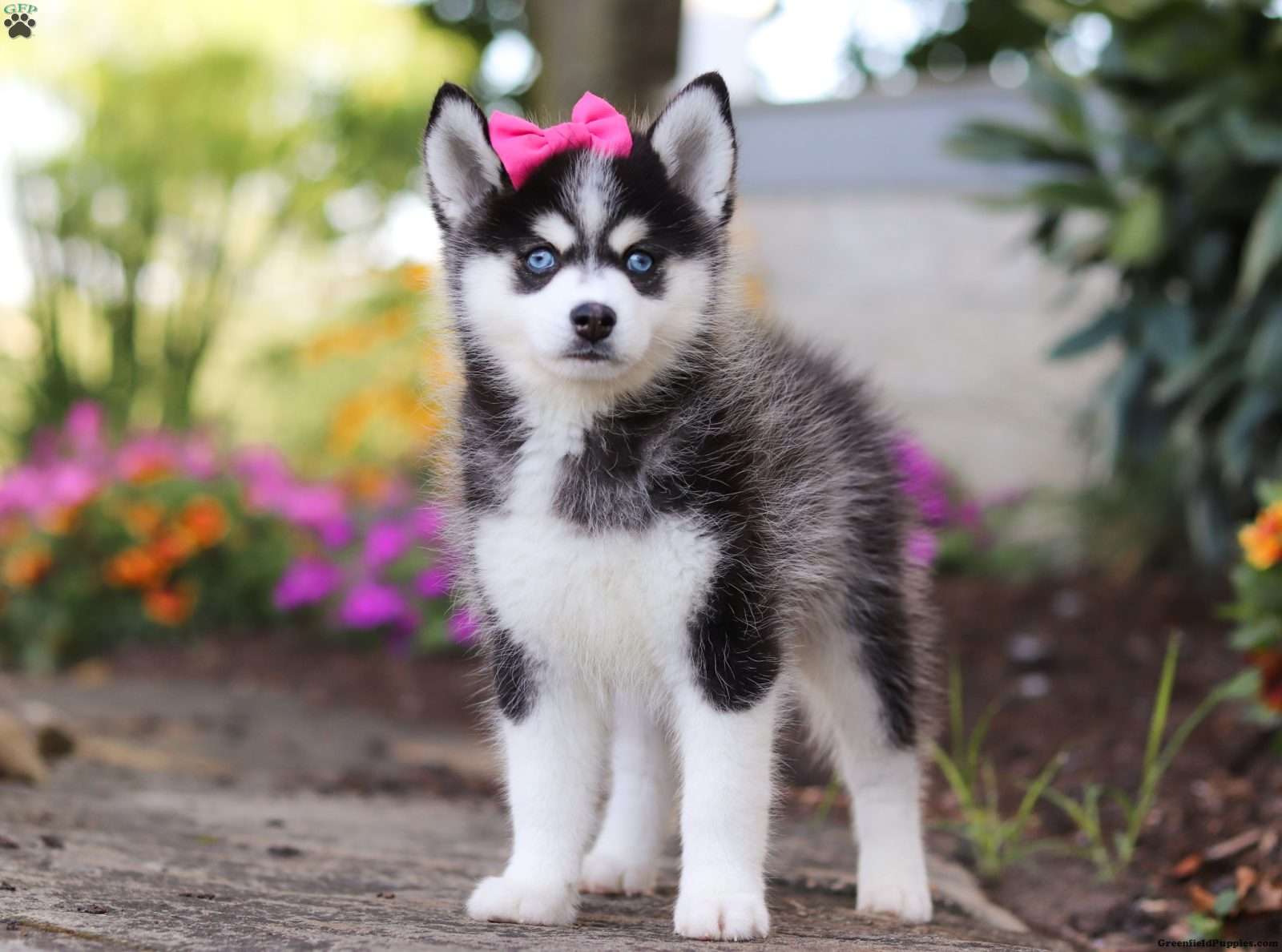 Pomsky Puppies Pomsky Puppies
