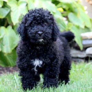 Portuguese Water Dog