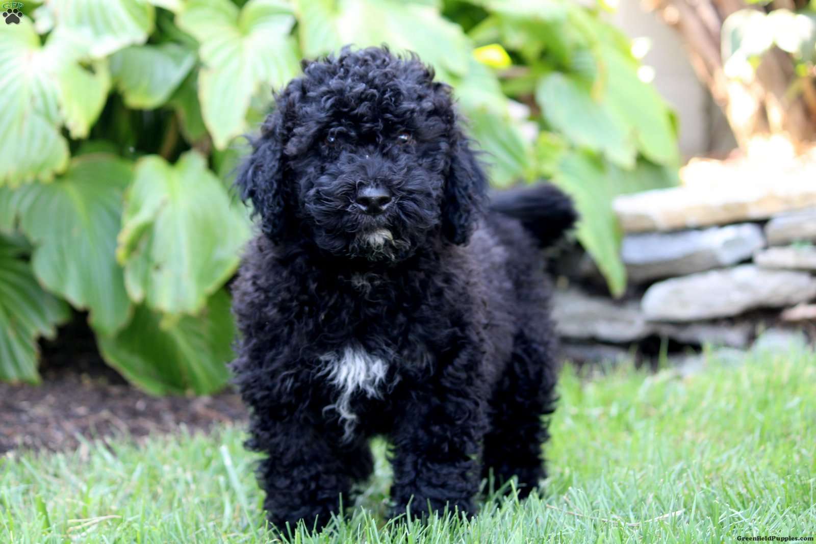 Portuguese Water Dog Puppies for Sale | Greenfield Puppies