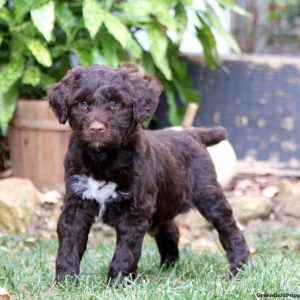 Portuguese Water Dog