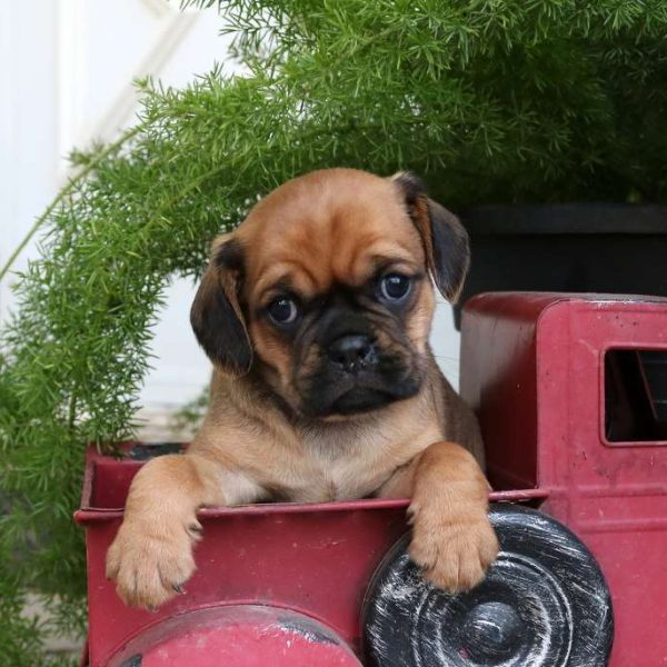 Pug Mix Puppies For Sale Greenfield Puppies