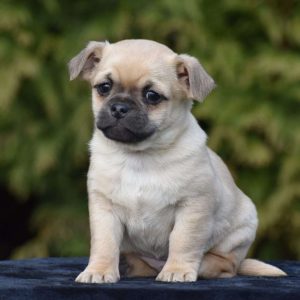 Pug Mix