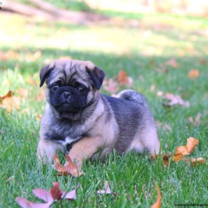 Pug