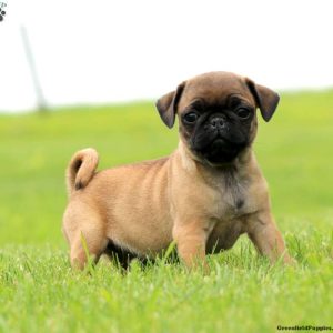 Pug