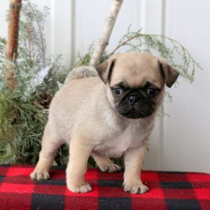 Pug