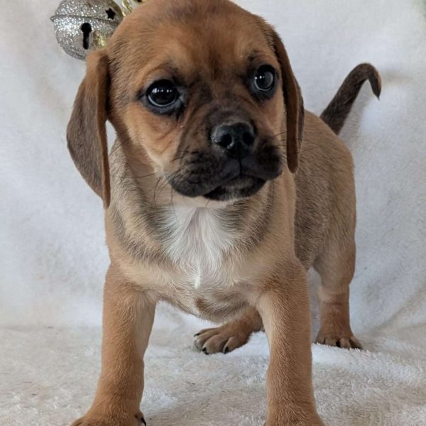 Puggle