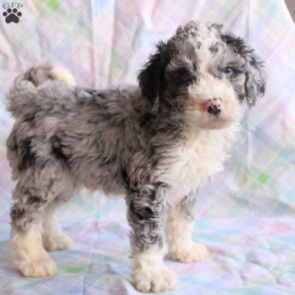 Poodle Mix Puppies For Sale | Greenfield Puppies