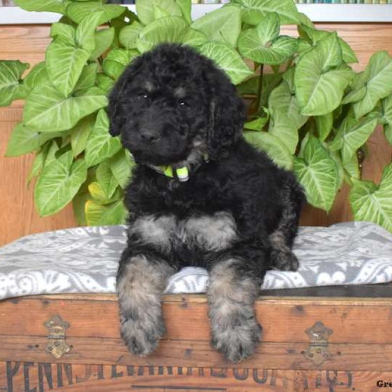 RottiePoo Puppies For Sale Greenfield Puppies