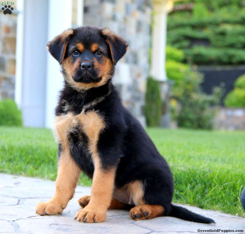 Rottweiler Mix Puppies For Sale Greenfield Puppies