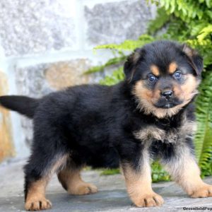 Rottweiler Mix