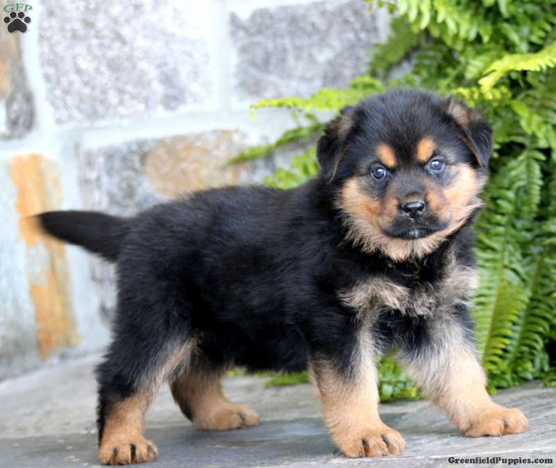 Rottweiler Mix Puppies For Sale Greenfield Puppies